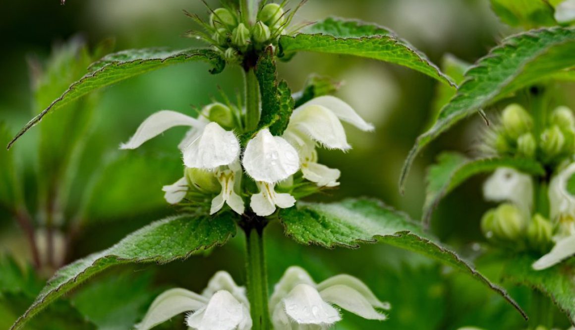 Jasnota Biała - tajemnice rośliny, która leczy i zdobi przyrodę