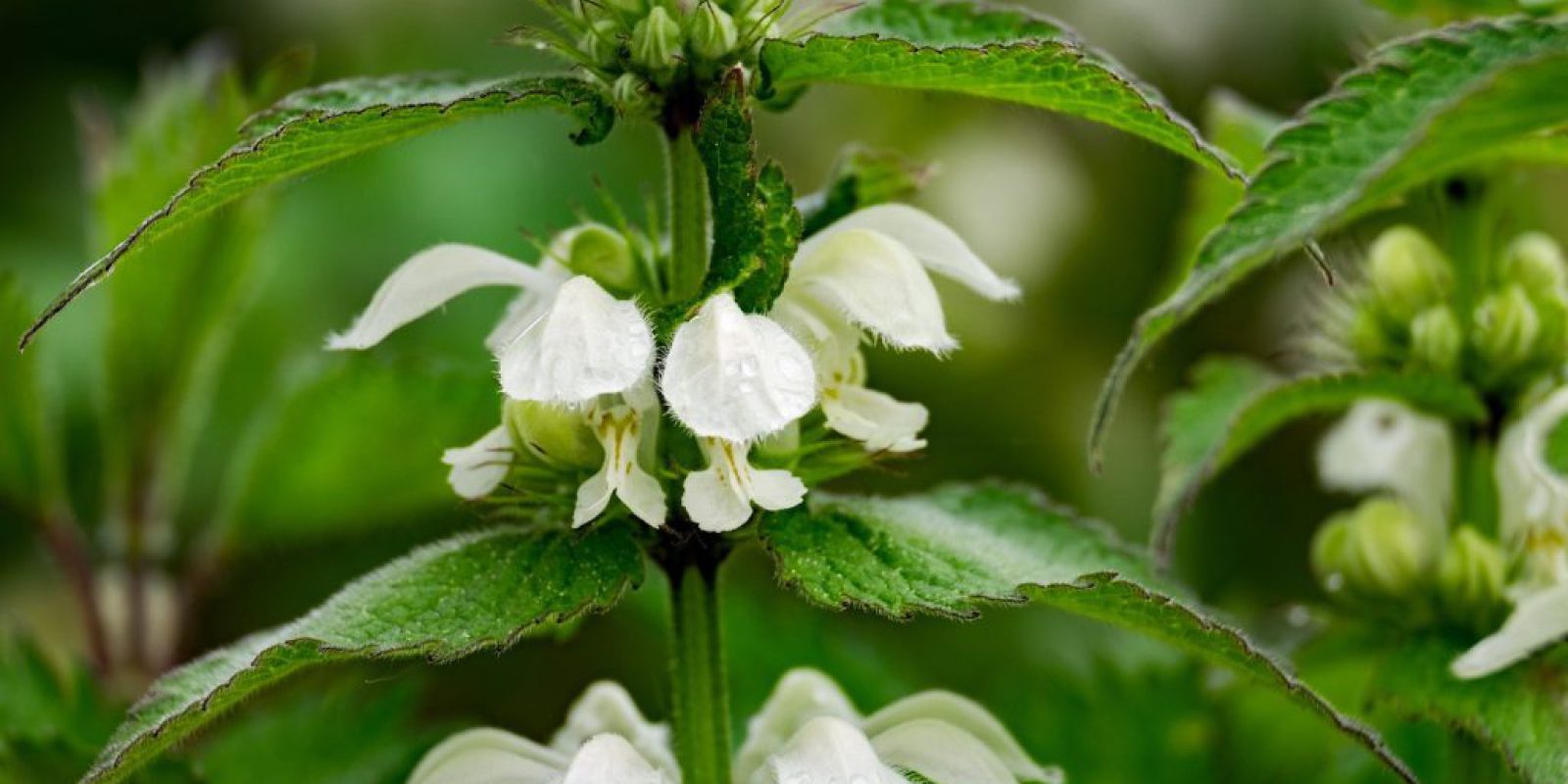 Jasnota Biała - tajemnice rośliny, która leczy i zdobi przyrodę