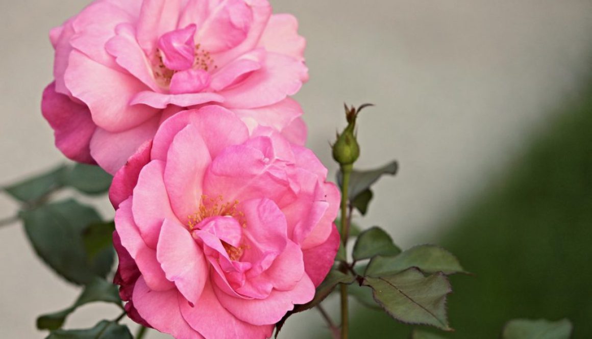 Róża Dzika - niezastąpiona rosa canina w medycynie naturalnej