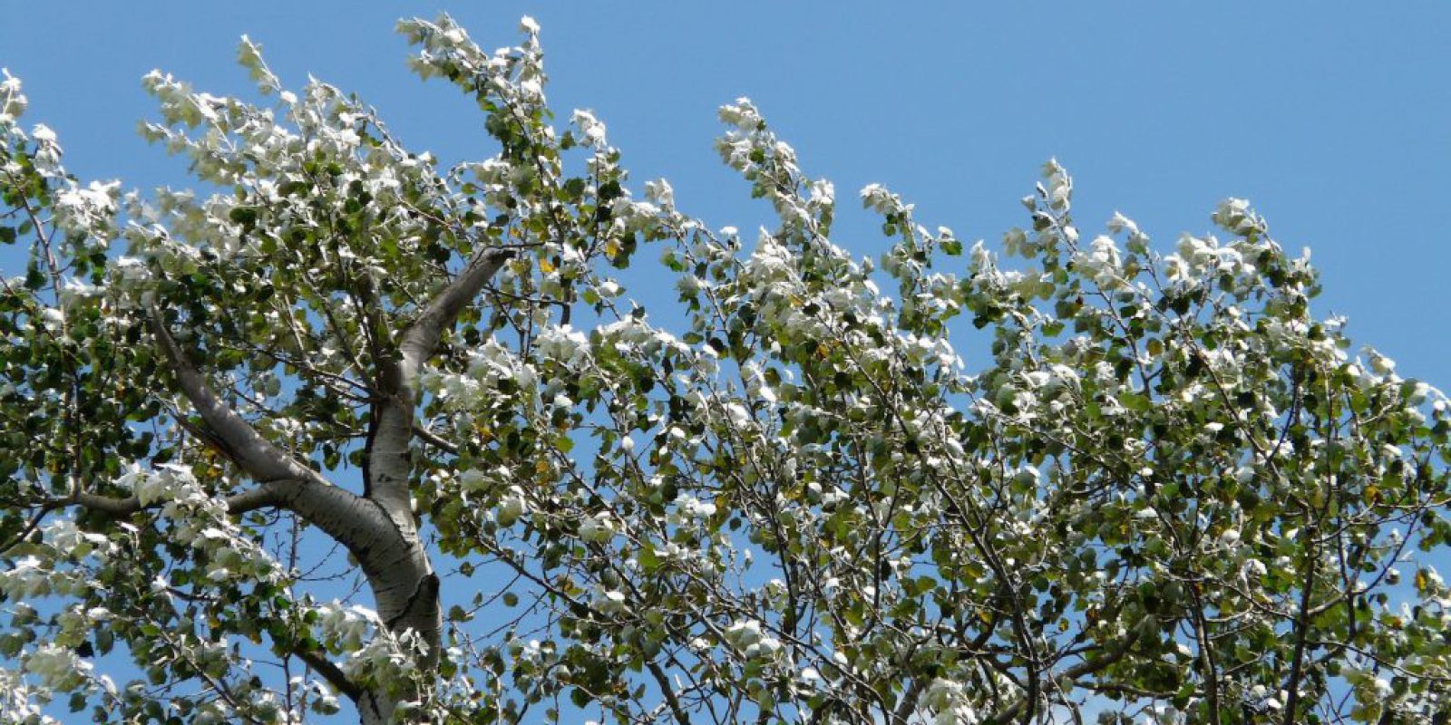 Wierzba Biała. Tajemnice leczniczych właściwości drzewa, które zmieniło medycynę naturalną