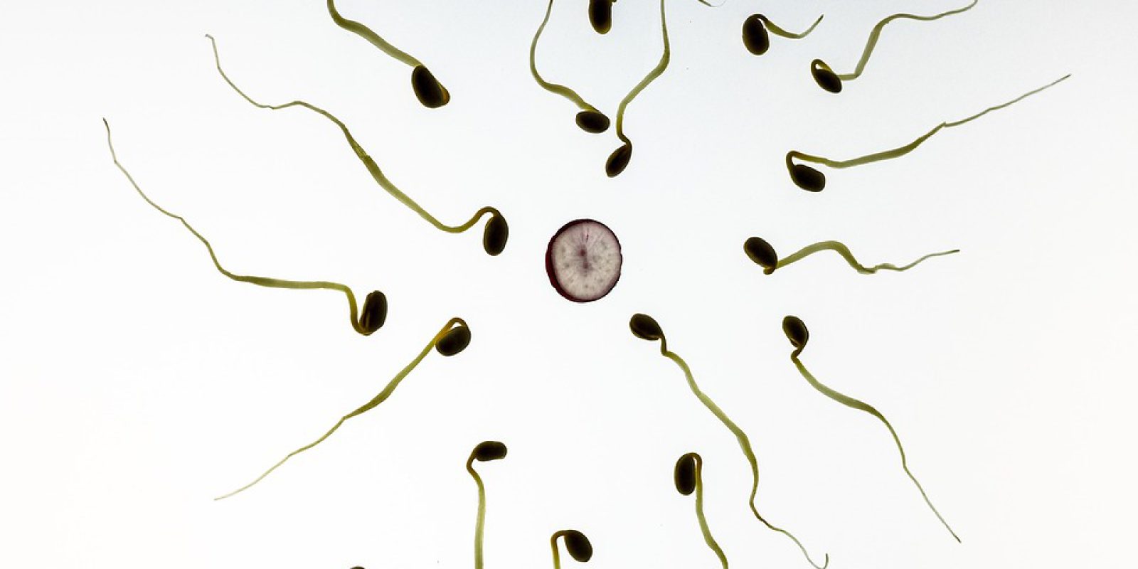 sperm-956480_960_720