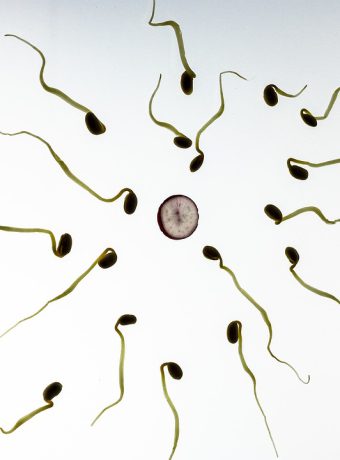 sperm-956480_960_720