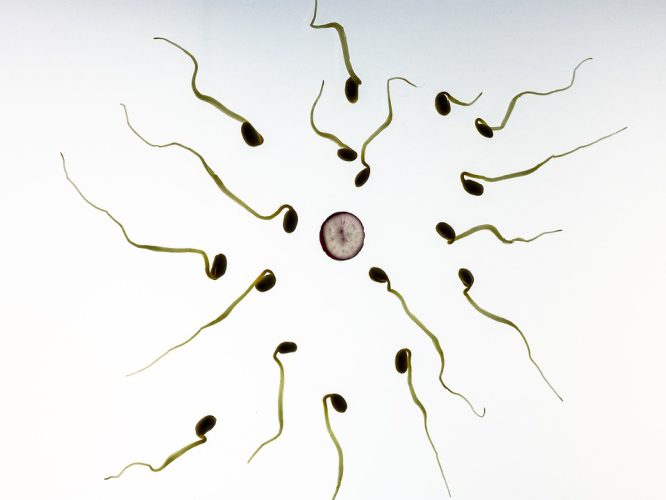 sperm-956480_960_720