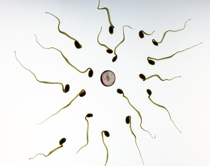 sperm-956480_960_720